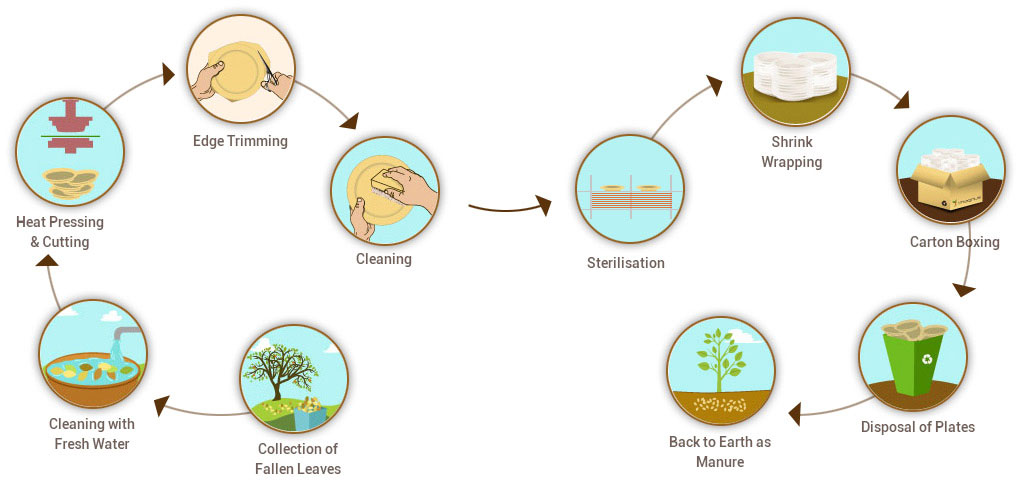 areca-leaf-products-manufacturing-process