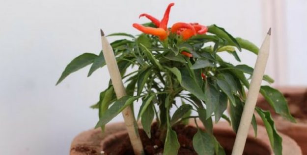 made-using-green-plantable-pencils