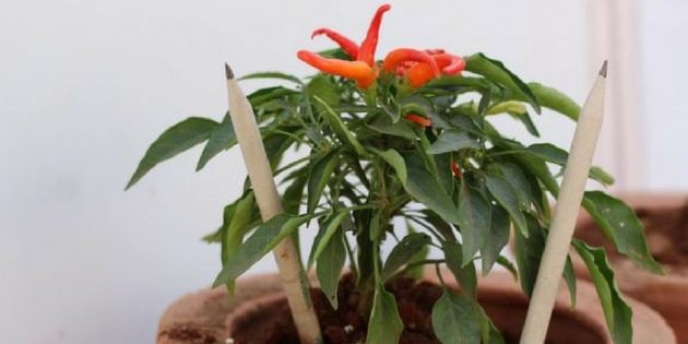 Plantable Paper Pencils – A sustainable and an innovative product for ...